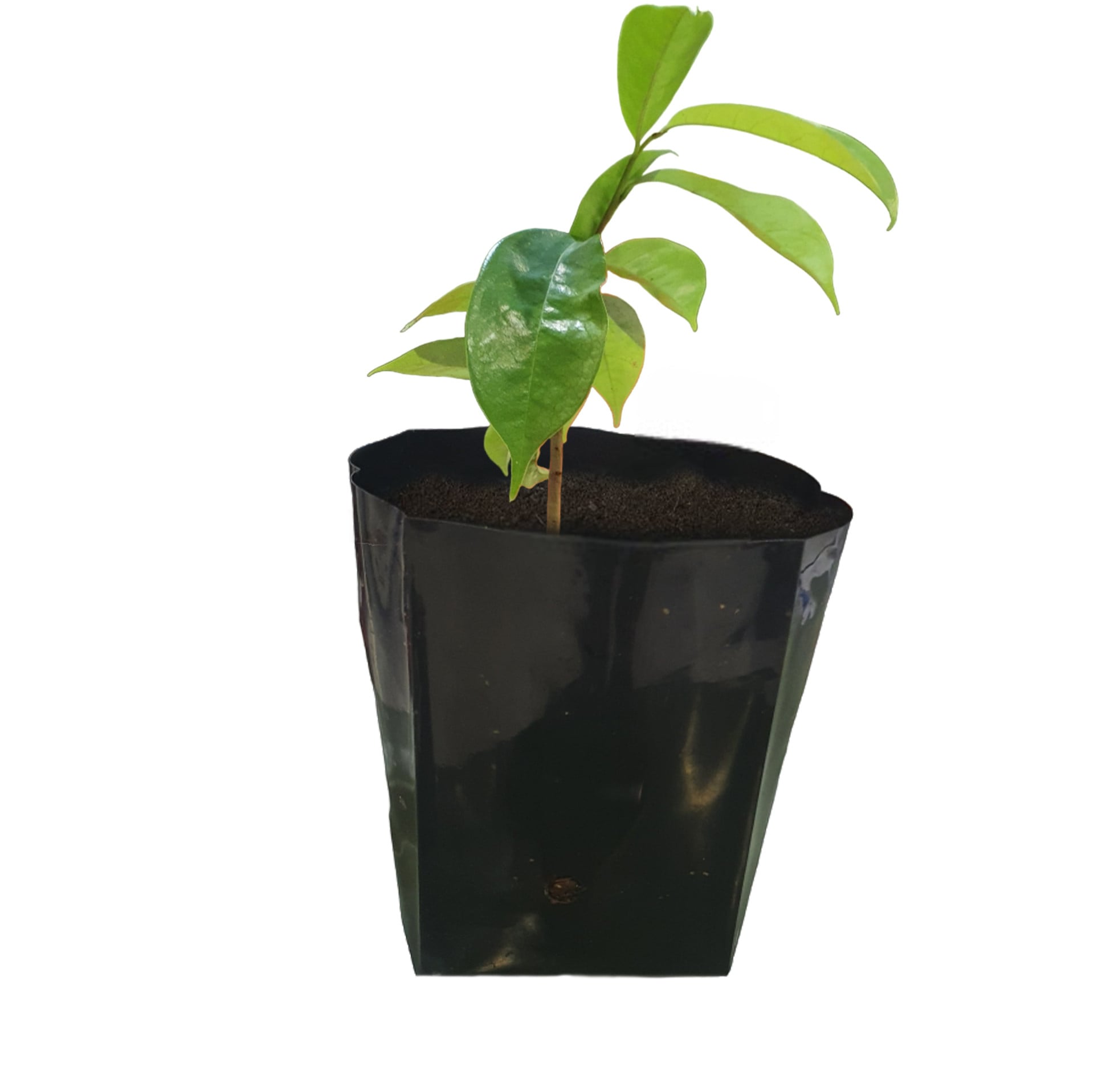 Soursop Seedling