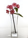 flared cylindric glass vase H28cm