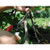 Okatsune 104 snoeischaar 210 mm