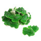 Cute Vidal Gummy Green Frogs with white bellies. Fruit flavored, approx. 73 green frogs per pound, perfect for St. Patrick's Day.