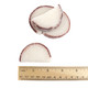 White unwrapped coconut jelly candy slices, 5 pound box, approx 90 tropical fruit slices.
