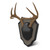 Hunters Specialties Antler Skull Cap Mount Black, a decorative wall mount featuring a large set of antlers attached to a black skull-shaped base.