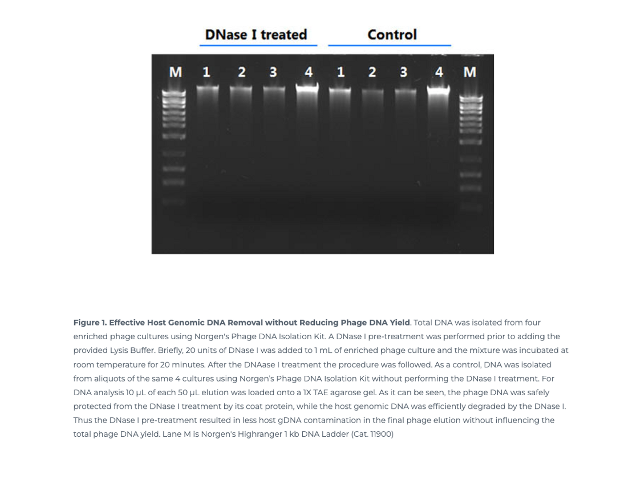 Biotek™ Phage DNA Isolation Spin Column Kit