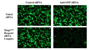 0.75mL GENEFECT siRNA Transfection Reagent