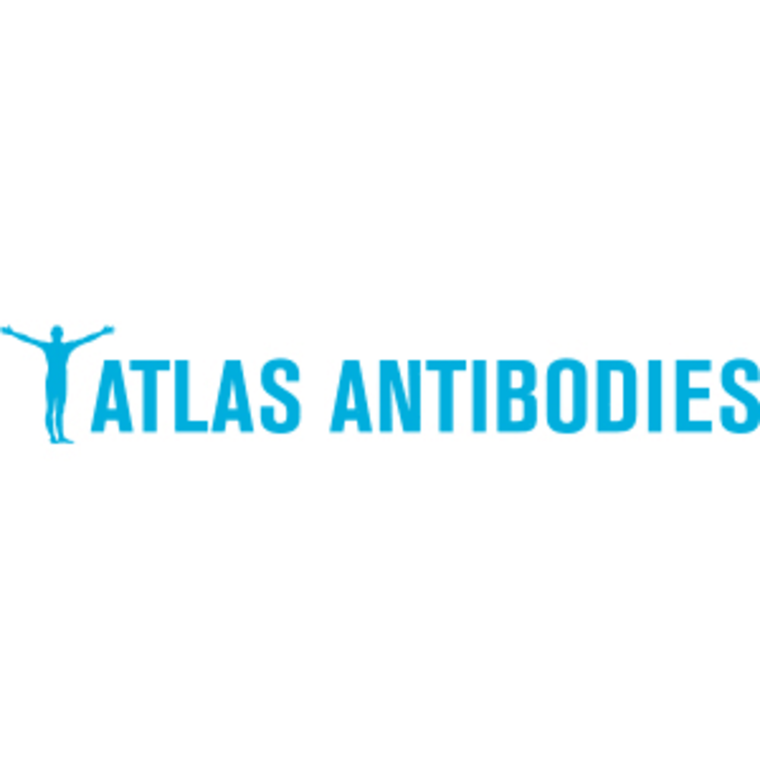 PrEST Antigen ZFP92, 100µL (APrEST74502) | Atlas Antibodies™