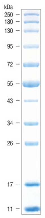 Protein markers 4 x 250 µl, 2kDa-220kDa, 200 lanes