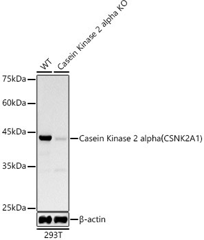 [KD Validated] Casein Kinase 2 alpha (CSNK2A1) Rabbit mAb, Monoclonal (A19683) | ABclonal Technology™