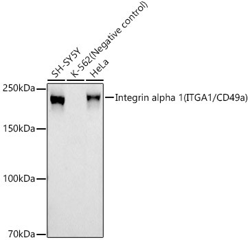 Western blot analysis of various lysates using Integrin alpha 1 (ITGA1/CD49a) Rabbit mAb (A22707) at 1:30000 dilution incubated overnight at 4℃.<br/>Secondary antibody: HRP-conjugated Goat anti-Rabbit IgG (H+L) (AS014) at 1:10000 dilution.<br/>Lysates/proteins: 25 μg per lane.<br/>Blocking buffer: 3% nonfat dry milk in TBST.<br/>Detection: ECL Basic Kit (RM00020).<br/>Exposure time: 60 s.