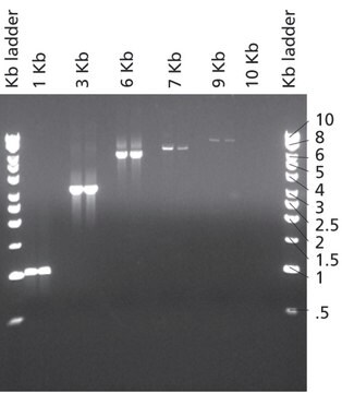 JumpStart™ Taq DNA Polymerase, 1 X 250 units (D9307-250UN)