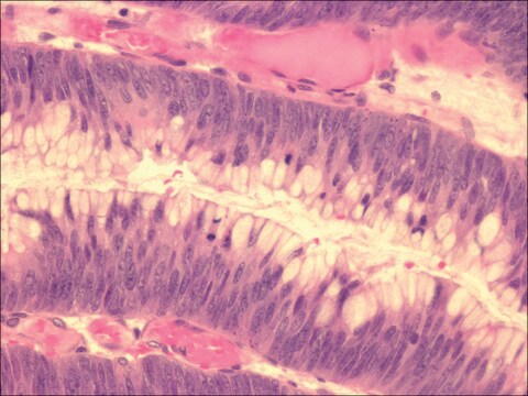 Mayer′s Hematoxylin Solution, 1 X 1 L (MHS32-1L)