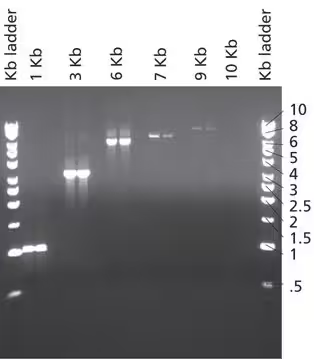 JumpStart™ Taq DNA Polymerase, 1 X 1500 units (D9307-1.5KU)