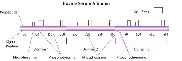 Bovine Serum Albumin solution, 1 X 500 mL (A8327-500ML)