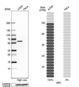 Anti-SRC antibody produced in rabbit, 100 µL (HPA030875-100UL)