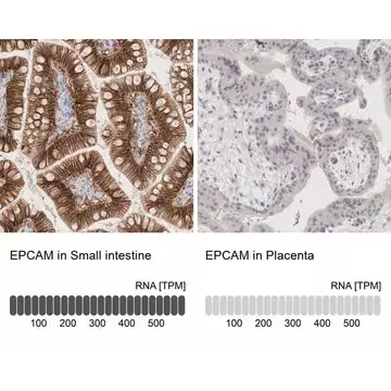 Anti-EPCAM antibody produced in rabbit, 1 X 100 µL (HPA026761-100UL)