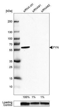 Anti-FYN antibody produced in rabbit, 1 X 100 µL (HPA023887-100UL)