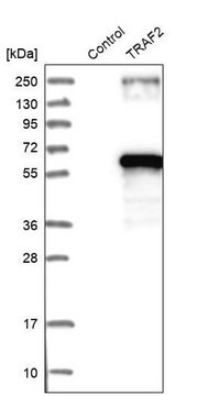 Anti-TRAF2 antibody produced in rabbit, 1 X 100 µL (HPA009972-100UL)