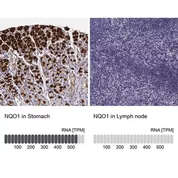 Anti-NQO1 antibody produced in rabbit, 1 X 100 µL (HPA007308-100UL)