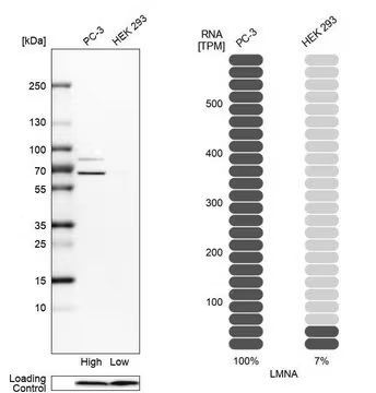 Anti-LMNA antibody produced in rabbit, 1 X 100 µL (HPA006660-100UL)