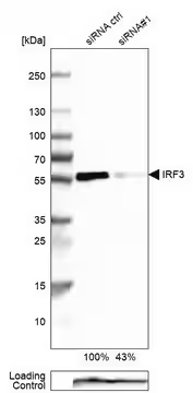 Anti-IRF3 antibody produced in rabbit, 1 X 100 µL (HPA004895-100UL)