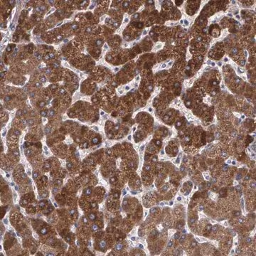Anti-PON1 antibody produced in rabbit, 1 X 100 µL (HPA001610-100UL)