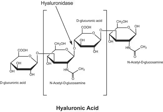 Hyaluronidase from bovine testes, 1 X 500 mg (H3884-500MG)