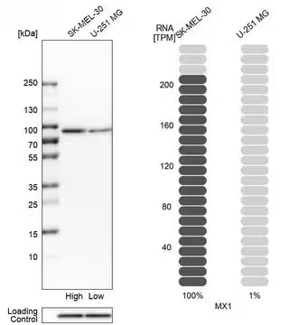 Anti-MX1 antibody produced in rabbit, 1 X 100 µL (HPA030917-100UL)