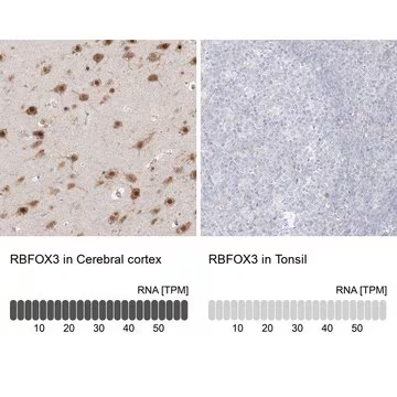 Anti-RBFOX3 antibody produced in rabbit, 1 X 100 µL (HPA030790-100UL)