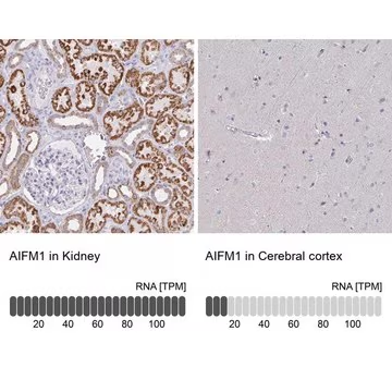 Anti-AIFM1 antibody produced in rabbit, 1 X 100 µL (HPA030611-100UL)