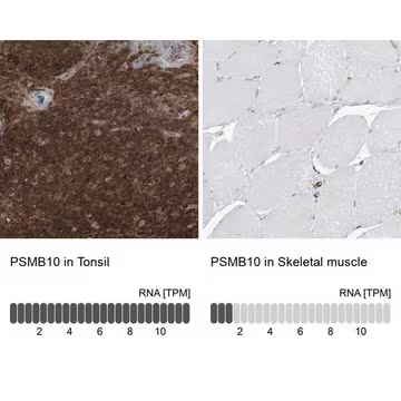 Anti-PSMB10 antibody produced in rabbit, 1 X 100 µL (HPA030225-100UL)