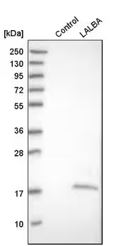 Anti-LALBA antibody produced in rabbit, 1 X 100 µL (HPA029856-100UL)