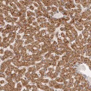 Anti-SEMA3A antibody produced in rabbit, 1 X 100 µL (HPA029447-100UL)