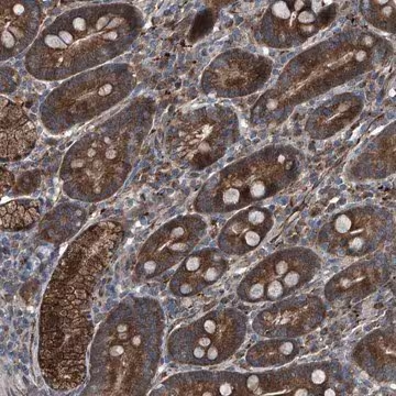 Anti-SENP2 antibody produced in rabbit, 1 X 100 µL (HPA029247-100UL)
