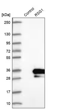 Anti-RSG1 antibody produced in rabbit, 1 X 100 µL (HPA028453-100UL)