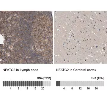 Anti-NFATC2 antibody produced in rabbit, 1 X 100 µL (HPA024369-100UL)