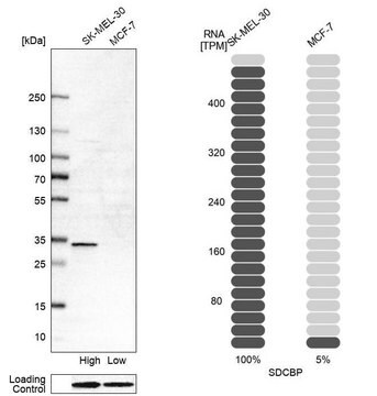 Anti-SDCBP antibody produced in rabbit, 1 X 100 µL (HPA023840-100UL)