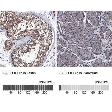 Anti-CALCOCO2 antibody produced in rabbit, 1 X 100 µL (HPA023195-100UL)