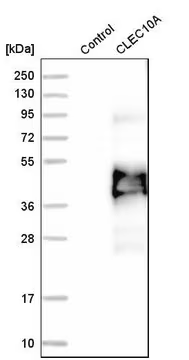 Anti-CLEC10A antibody produced in rabbit, 1 X 100 µL (HPA021937-100UL)