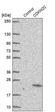 Anti-CDKN2C antibody produced in rabbit, 1 X 100 µL (HPA019057-100UL)