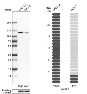Anti-ABCF1 antibody produced in rabbit, 1 X 100 µL (HPA017578-100UL)