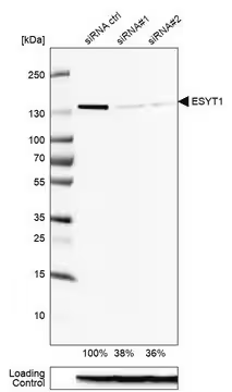 Anti-ESYT1 antibody produced in rabbit, 1 X 100 µL (HPA016858-100UL)