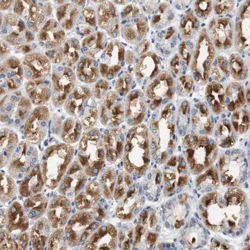 Anti-GRM1 antibody produced in rabbit, 1 X 100 µL (HPA015701-100UL)