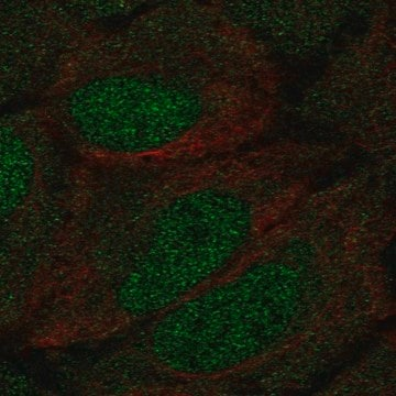 Anti-DCLK1 antibody produced in rabbit, 100 µL (HPA015040-100UL)