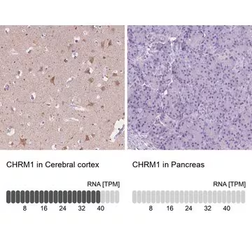 Anti-CHRM1 antibody produced in rabbit, 1 X 100 µL (HPA014101-100UL)