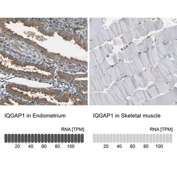Anti-IQGAP1 antibody produced in rabbit, 1 X 100 µL (HPA014055-100UL)