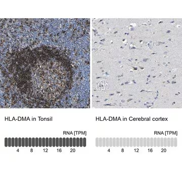 Anti-HLA-DMA antibody produced in rabbit, 1 X 100 µL (HPA012750-100UL)