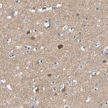 Anti-NEGR1 antibody produced in rabbit, 1 X 100 µL (HPA011894-100UL)