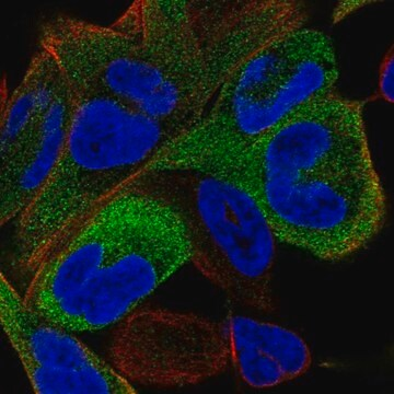 Anti-KIF11 antibody produced in rabbit, 100 µL (HPA010093-100UL)