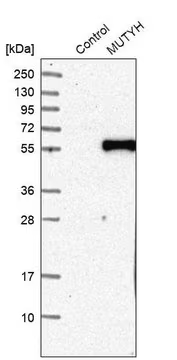 Anti-MUTYH antibody produced in rabbit, 1 X 100 µL (HPA008732-100UL)