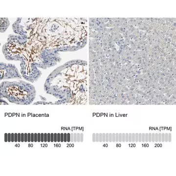 Anti-PDPN antibody produced in rabbit, 1 X 100 µL (HPA007534-100UL)