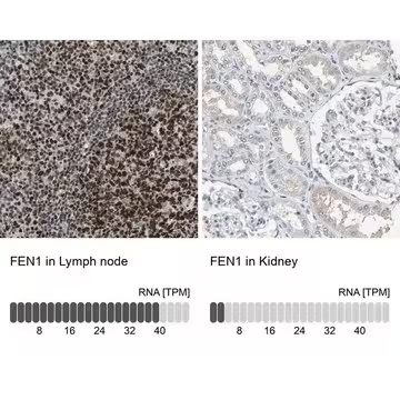 Anti-FEN1 antibody produced in rabbit, 1 X 100 µL (HPA006748-100UL)